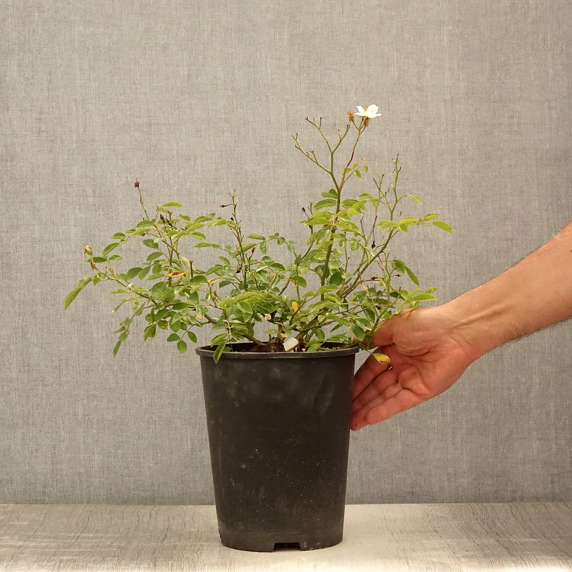 Rosa Snow Star - shrub rose 4L/5L pot sample as delivered in summer