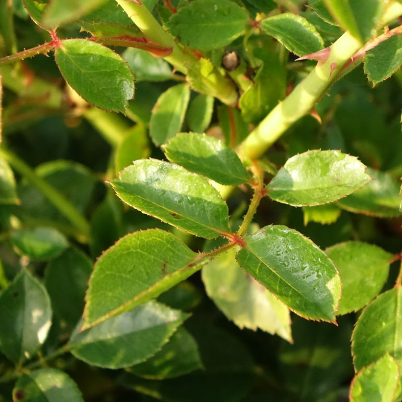 Rosa 'Swany; - Groundcover Rose (Foliage)