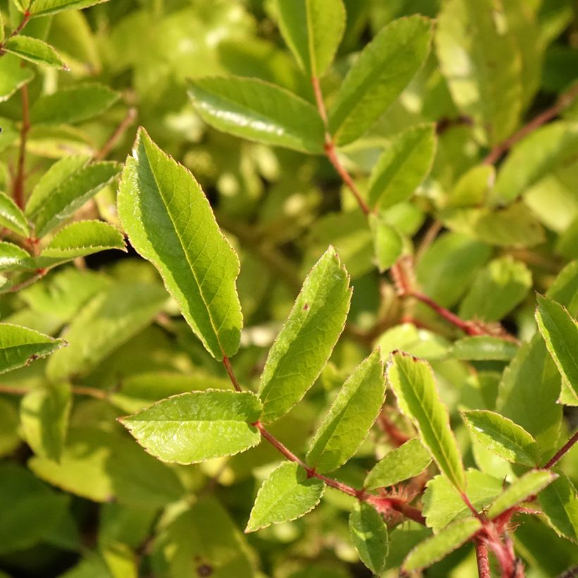 Rosa Tapis Volant  - groundcover shrub rose (Foliage)