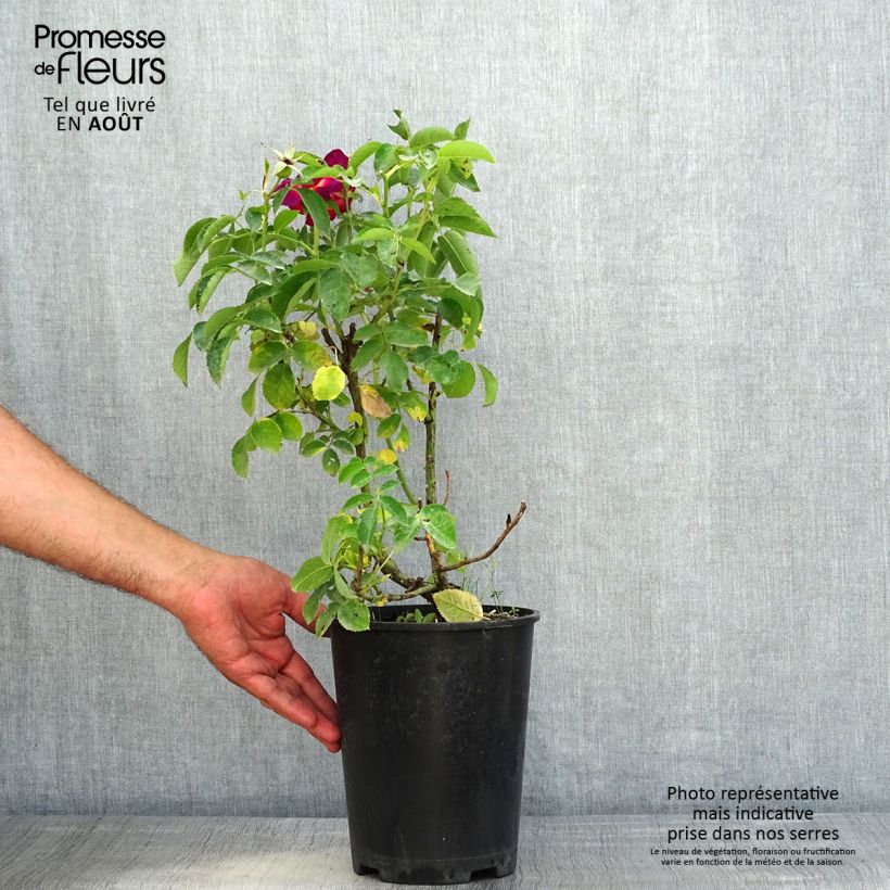 Rosa Weg der Sinne - shrub rose 2L/3L potShipped height around 20/30cm sample as delivered in summer