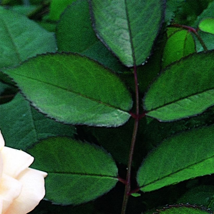 Rosa  A Shropshire Lad - English Rose (Foliage)