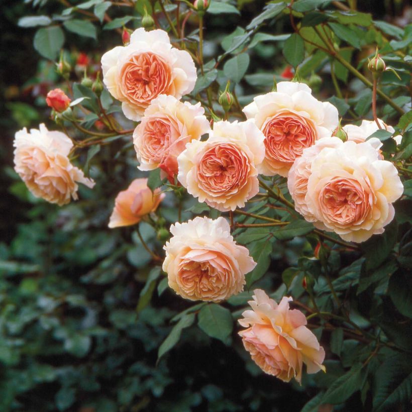 Rosa  A Shropshire Lad - English Rose (Flowering)