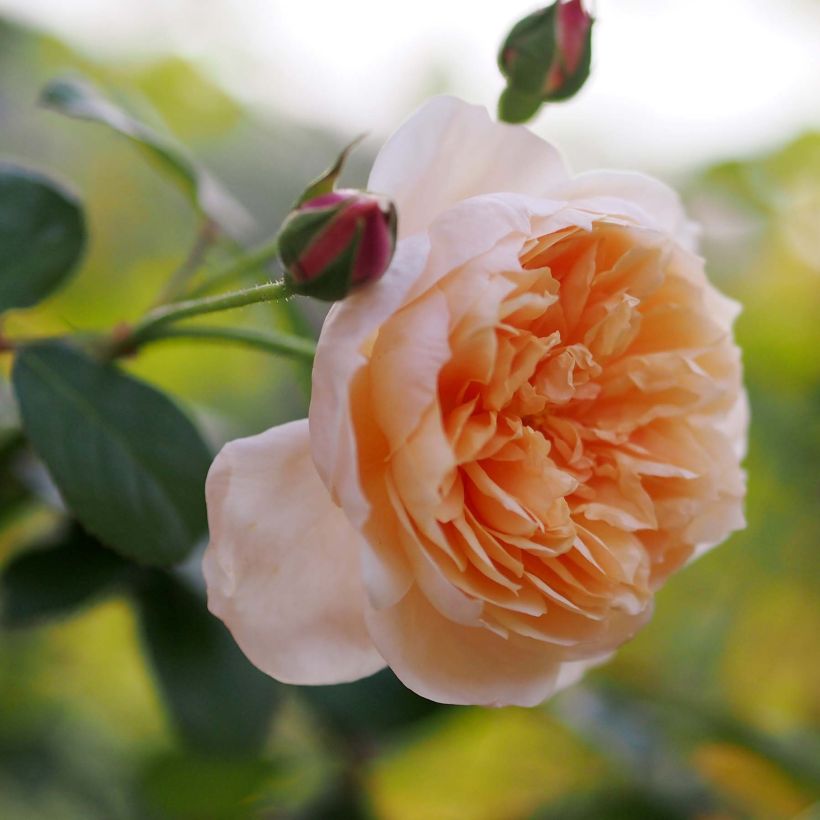 Rosa Abraham Darby (Flowering)