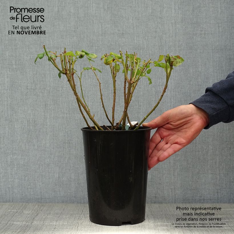 Rosa Charles Darwin- English Rose 4L/5L pot sample as delivered in autumn