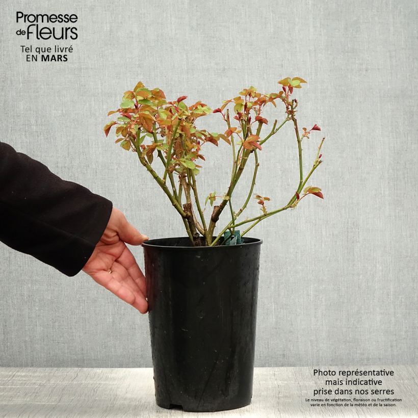 Rosa Charles Darwin- English Rose 4L/5L pot sample as delivered in spring