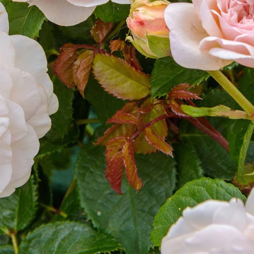 Rosa 'Emily Brontë' - English Rose (Foliage)