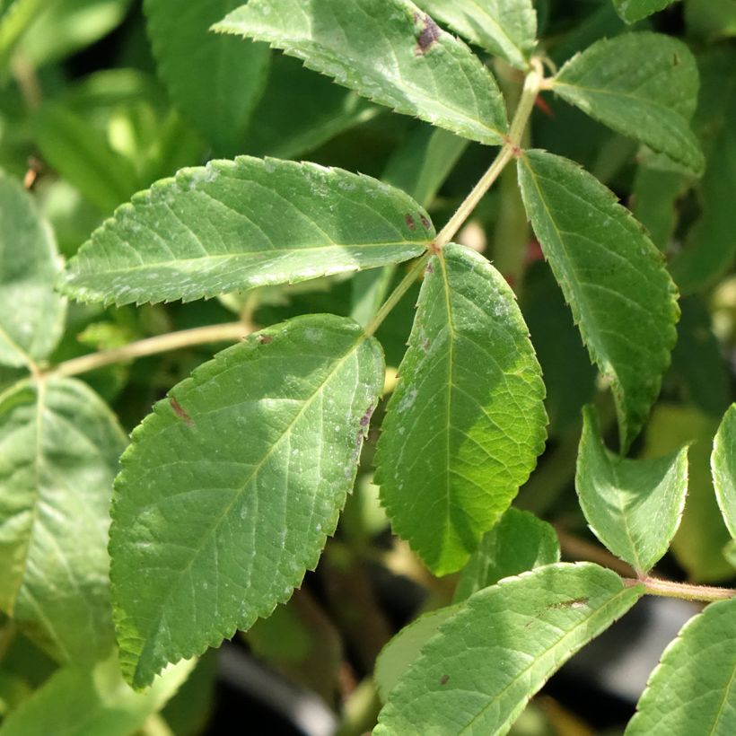 Rosa Gentle Hermione - English Shrub Rose (Foliage)