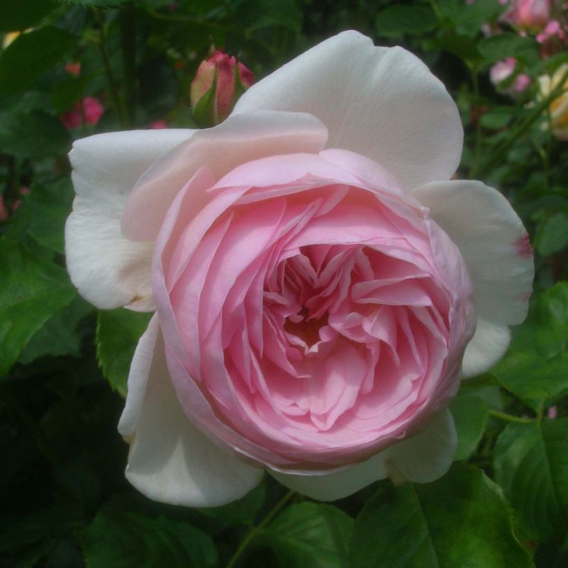 Rosa Heritage (Flowering)