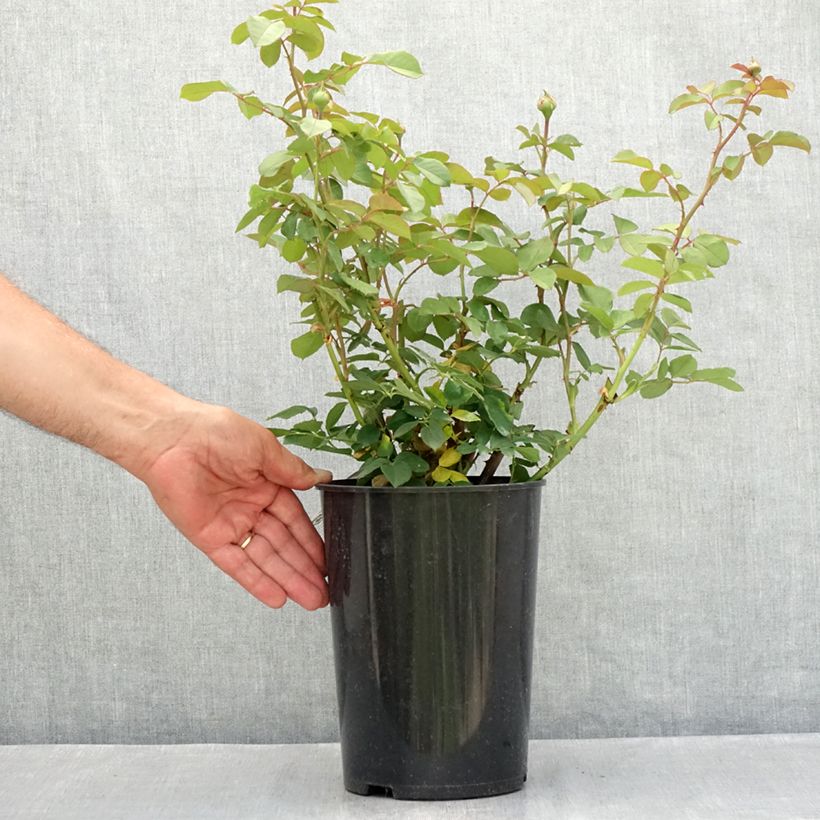 Rosa James Galway - Short climber or shrub rose 4L/5L pot sample as delivered in summer