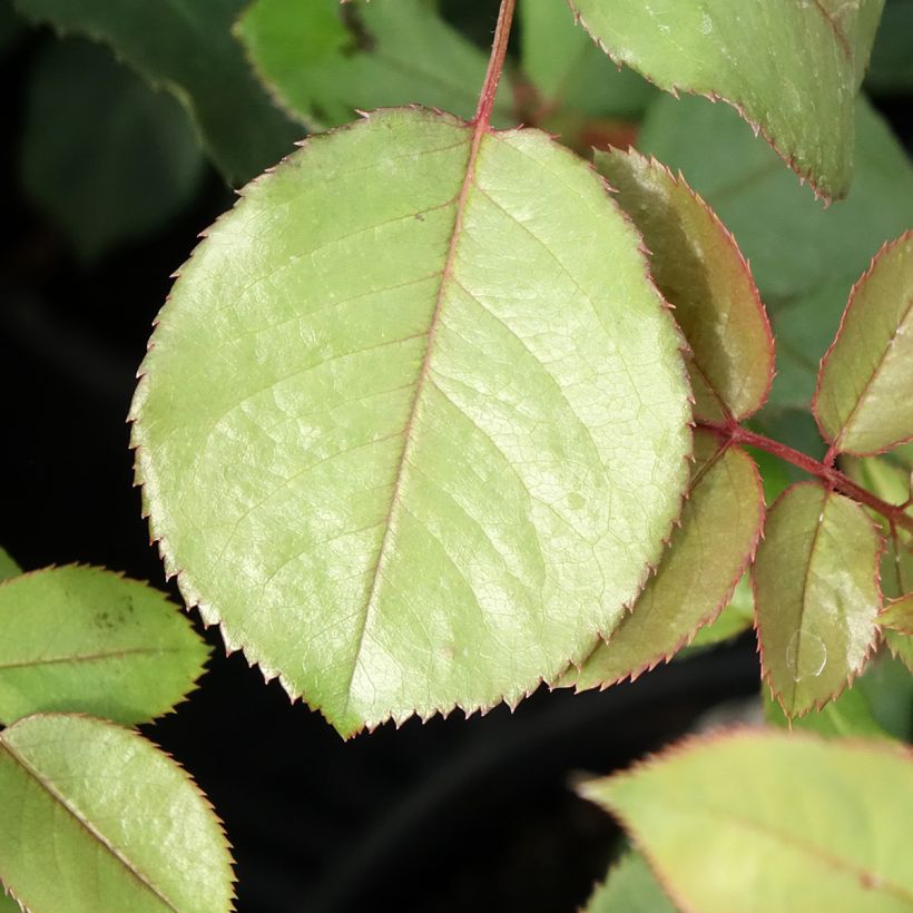 Rosa James Galway - Short climber or shrub rose (Foliage)