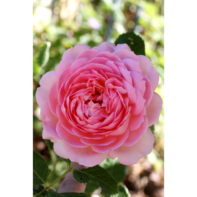 Rosa  Jubilee Celebration Aushunter (Flowering)