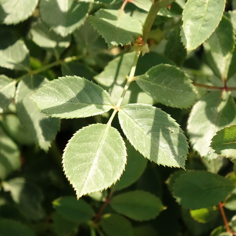 Rosa Lady of Shalott (Foliage)
