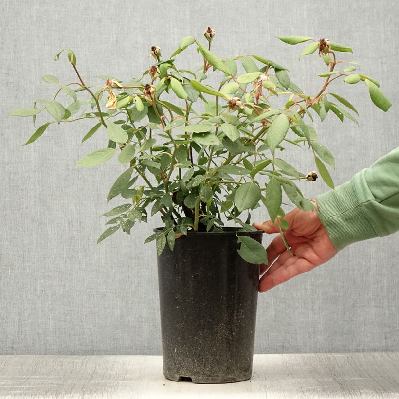 Rosa  Mortimer Sackler climbing 'Ausorts' 4L/5L pot sample as delivered in summer