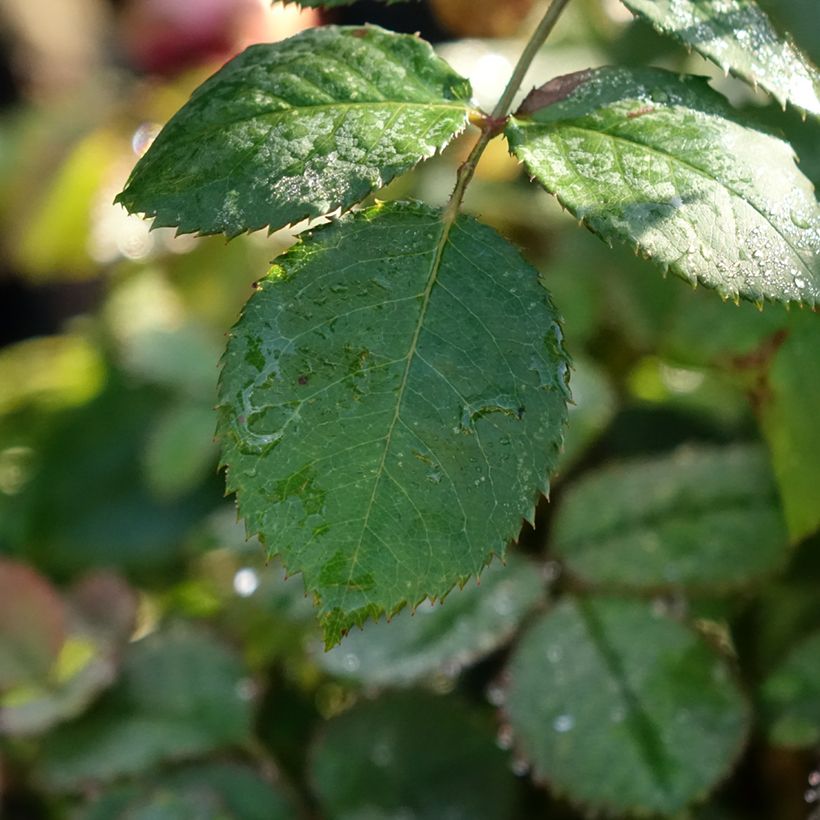 Rosa  Princess Alexandra of Kent - English Shrub Rose (Foliage)