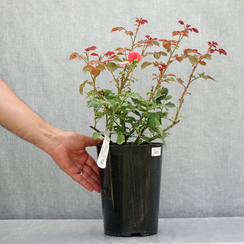 Rosa  Princess Alexandra of Kent - English Shrub Rose 4L/5L pot sample as delivered in summer