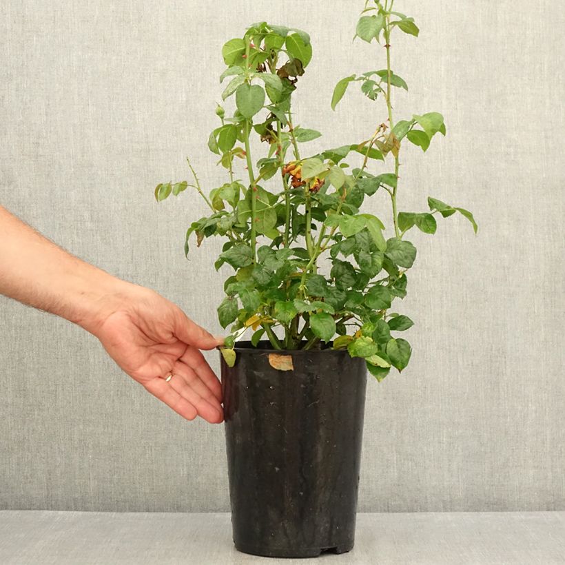 Rosa 'Strawberry Hill' - Climbing Rose 4L/5L pot sample as delivered in summer