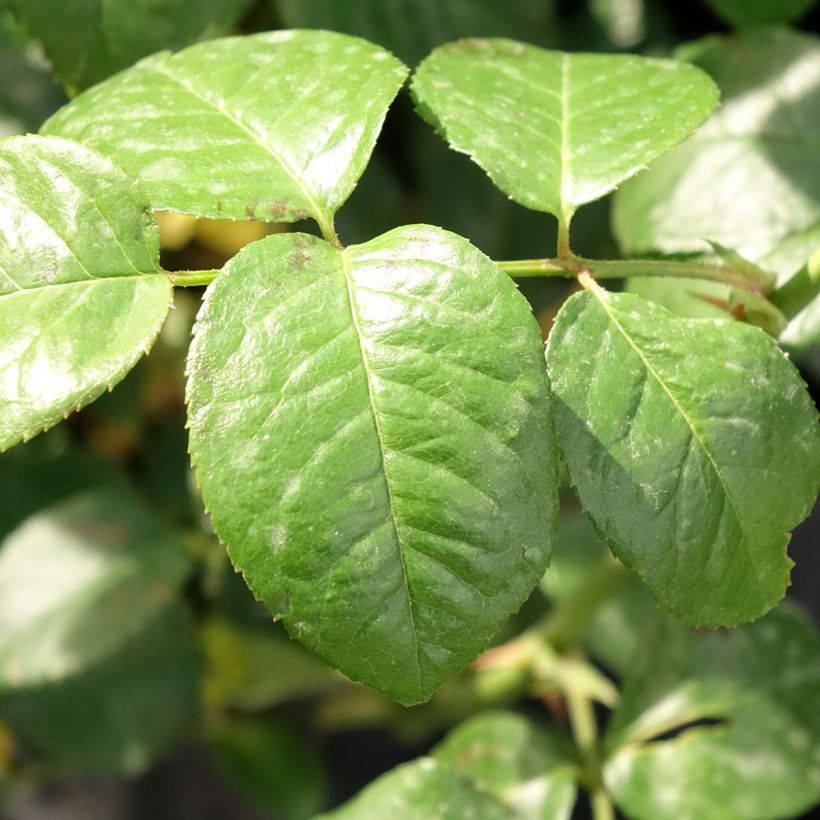 Rosa 'Strawberry Hill' - Climbing Rose (Foliage)