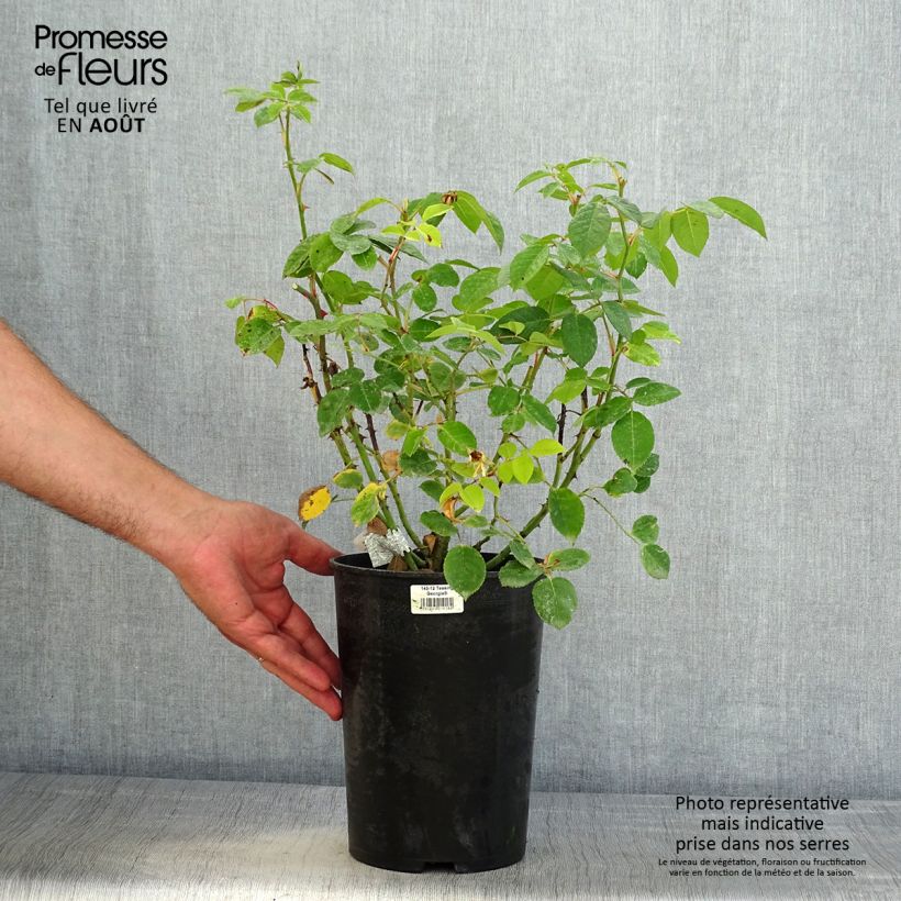 Rosa Teasing Georgia - English Climbing Rose 4L/5L pot sample as delivered in summer