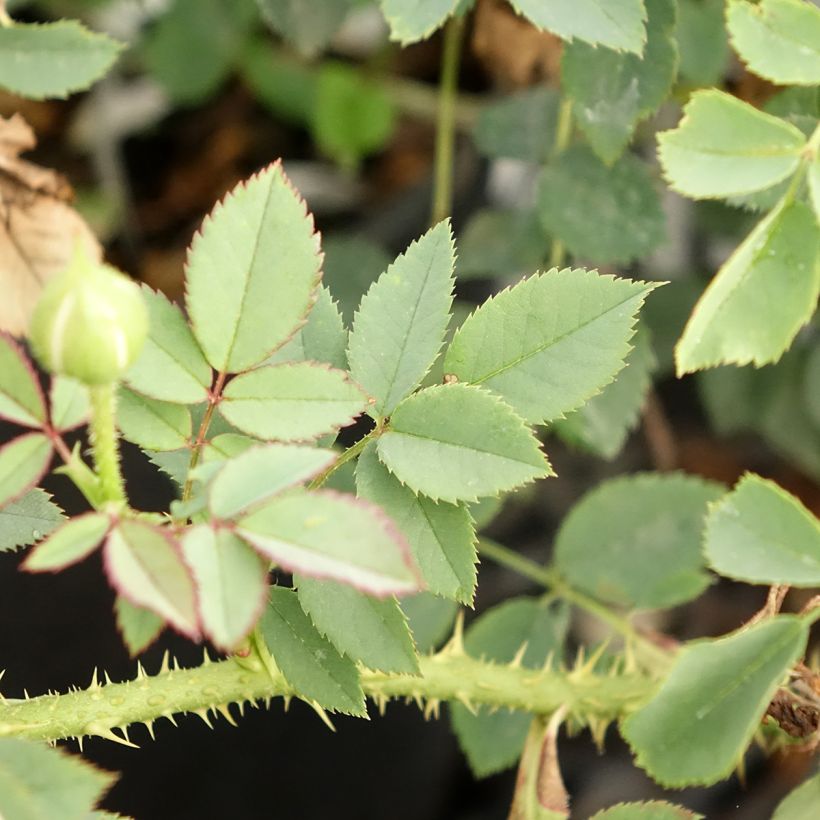 Rosa The Country Parson - shrub rose (Foliage)