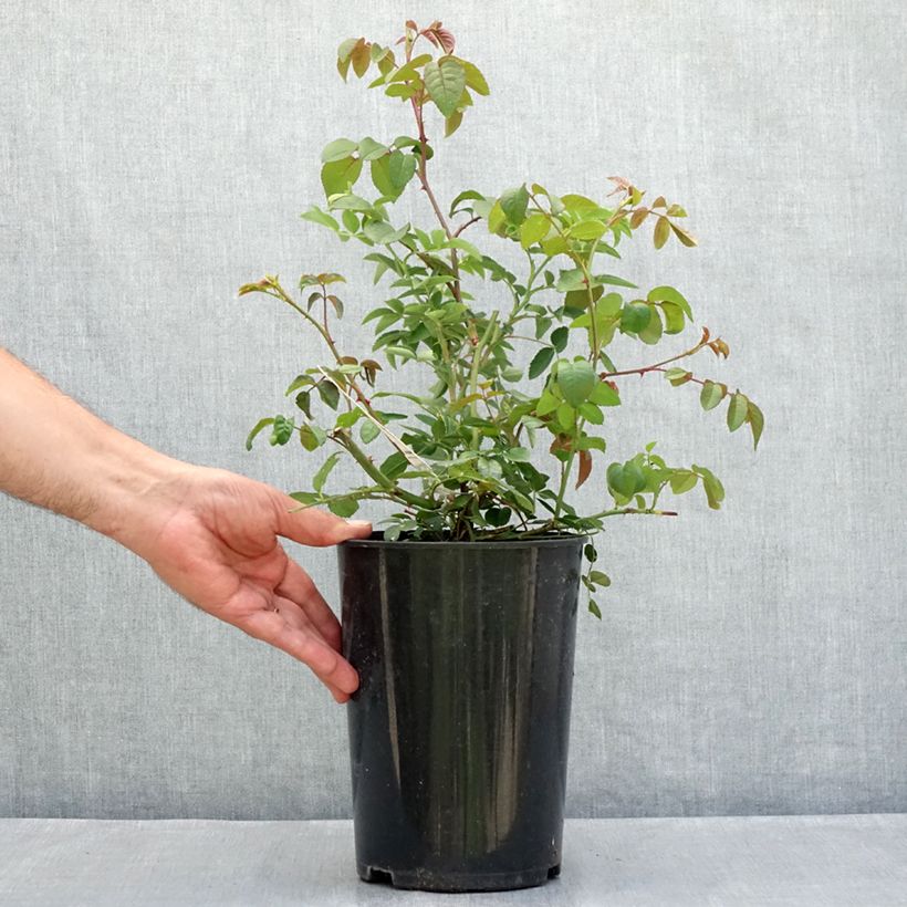 Rosa  The Lady of the Lake - English Rambling Rose 4L/5L pot sample as delivered in summer