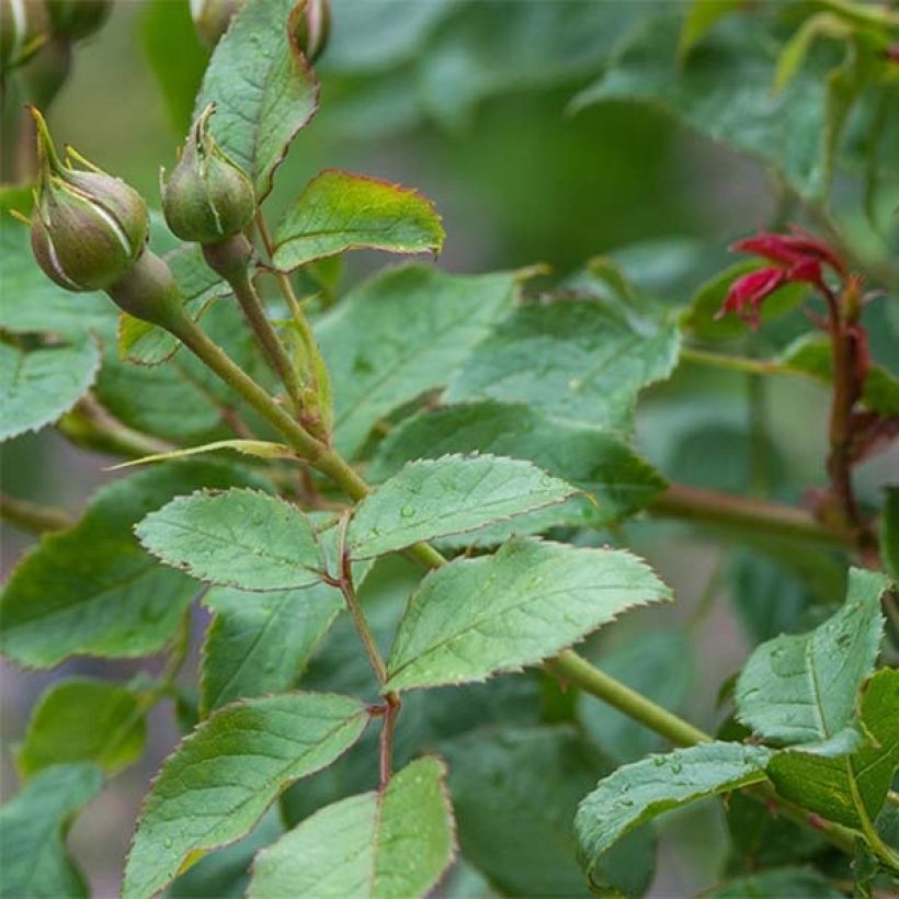 Rosa 'The Mill on the Floss' - English Rose (Foliage)