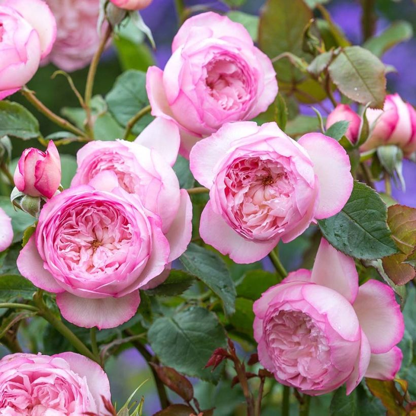 Rosa 'The Mill on the Floss' - English Rose (Flowering)