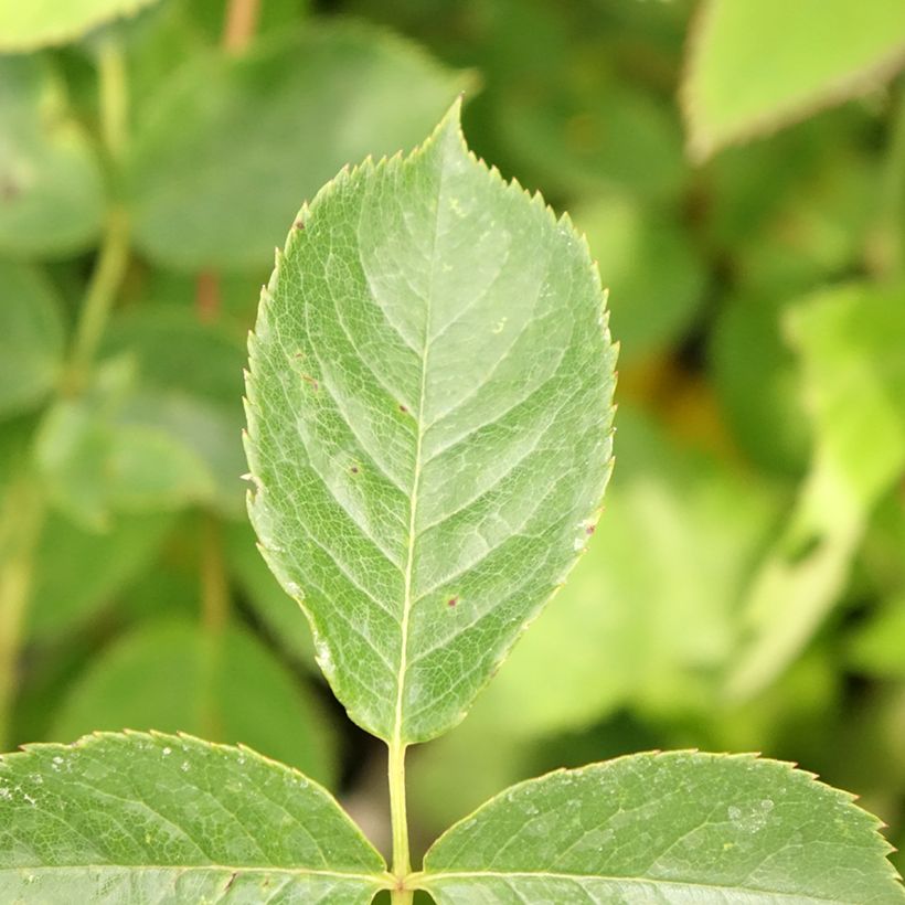 Rosa The Pilgrim - English Climbing Rose (Foliage)