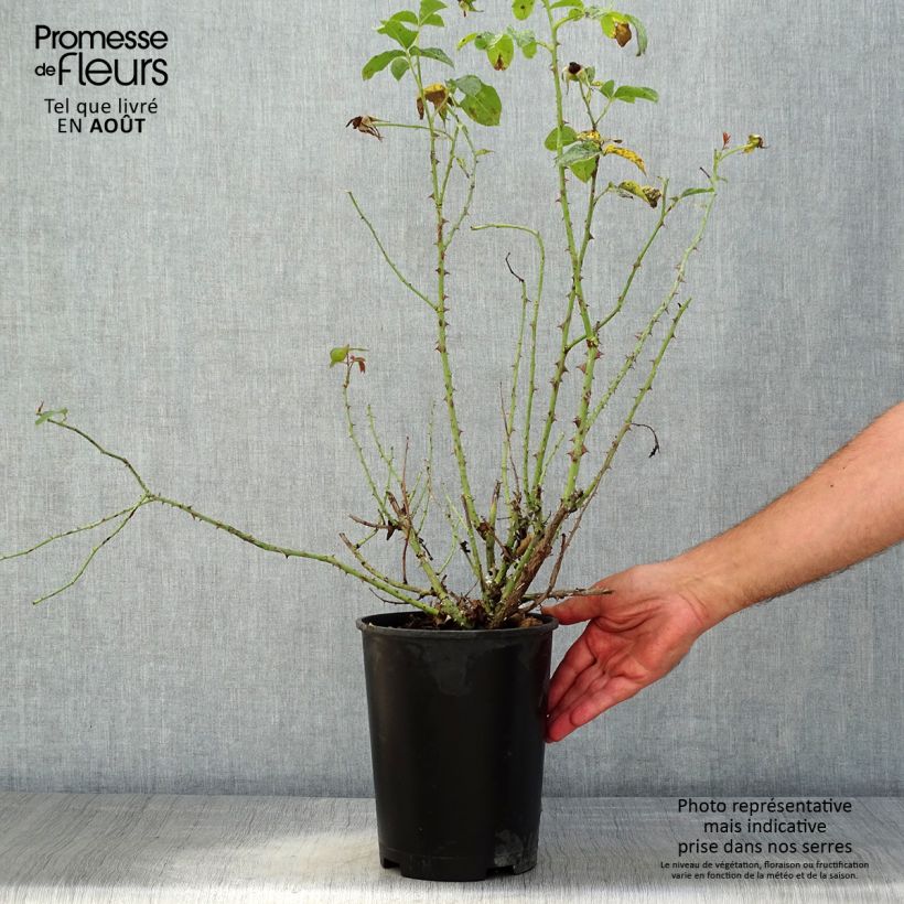 Rosa Thomas à Becket - English Shrub Rose 4L/5L pot sample as delivered in summer