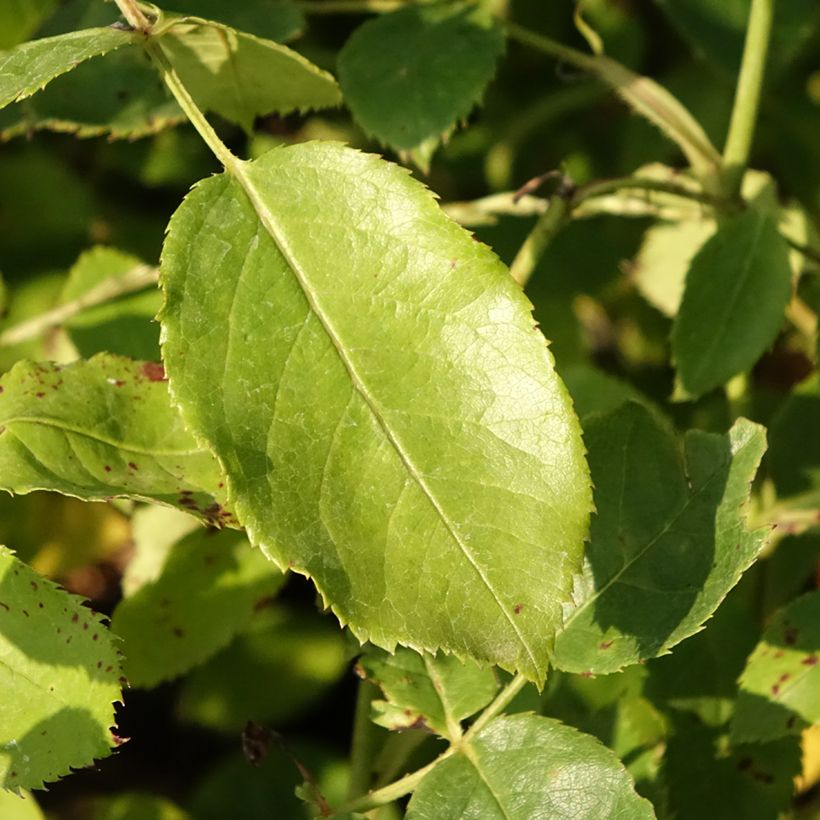 Rosa 'Tottering-by-Gently'- English Rose (Foliage)