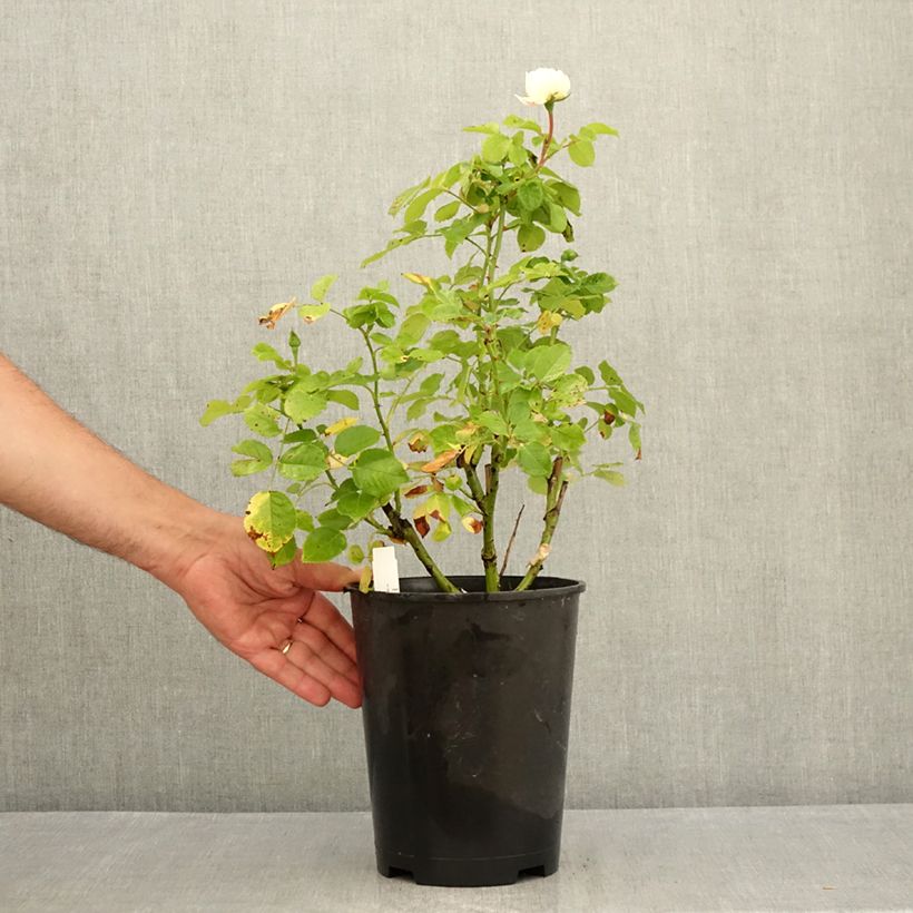 Rosa Tranquility - English Shrub Rose 4L/5L pot sample as delivered in summer