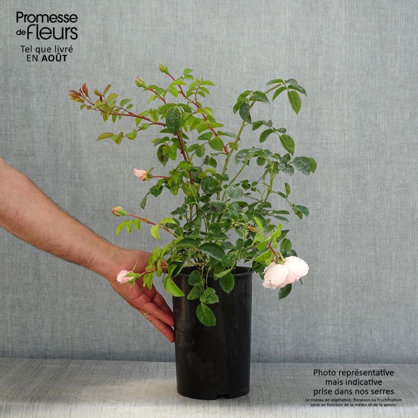 Rosa Wildeve - English Shrub Rose 4L/5L pot sample as delivered in summer