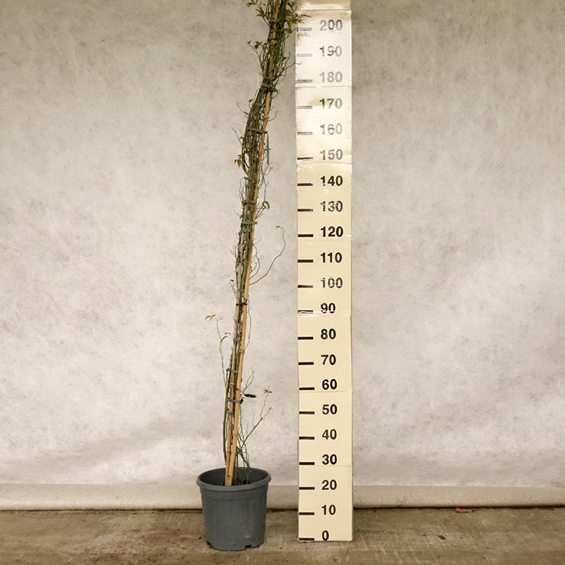 Rosa banksiae var. banksiae 'Alba Plena' - Hybrid Banksia - Rambling Rose 6L/7L pot sample as delivered in summer