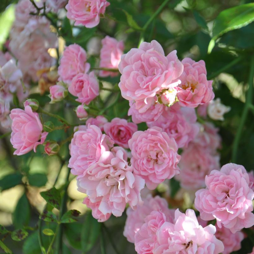 Rosa banksiae Rosea - Rambling Rose (Flowering)