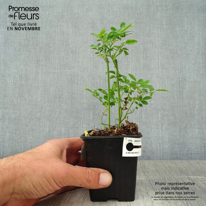 Rosa banksiae Rosea - Rambling Rose 8/9 cm pot sample as delivered in autumn
