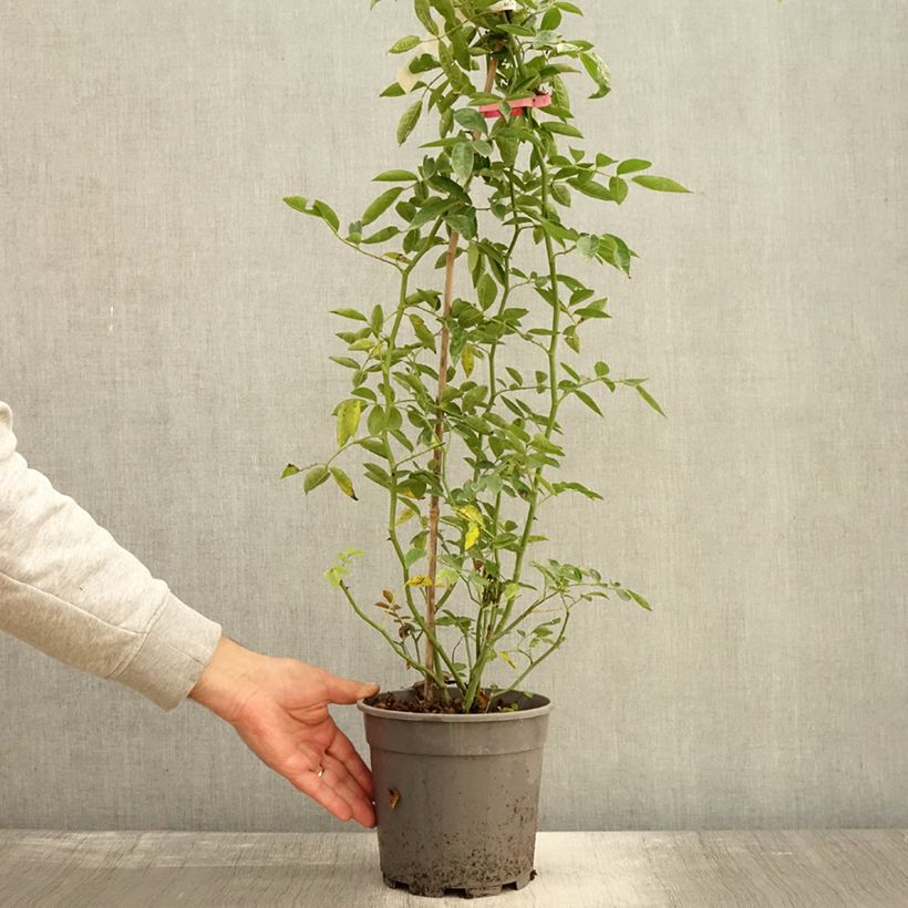 Rosa banksiae Rosea - Rambling Rose 2L/3L pot sample as delivered in autumn