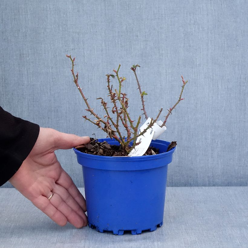 Rosa Baia® (DECOROSIERS® series) - Shrub Rose 2L/3L pot sample as delivered in winter