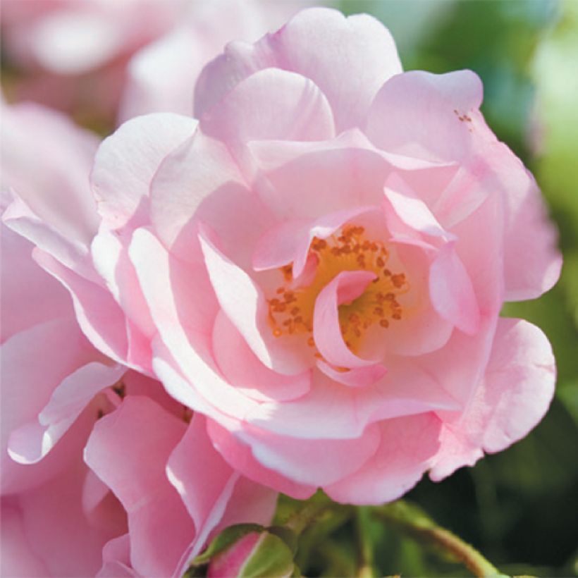 Rosa Decorosier Mareva (Flowering)