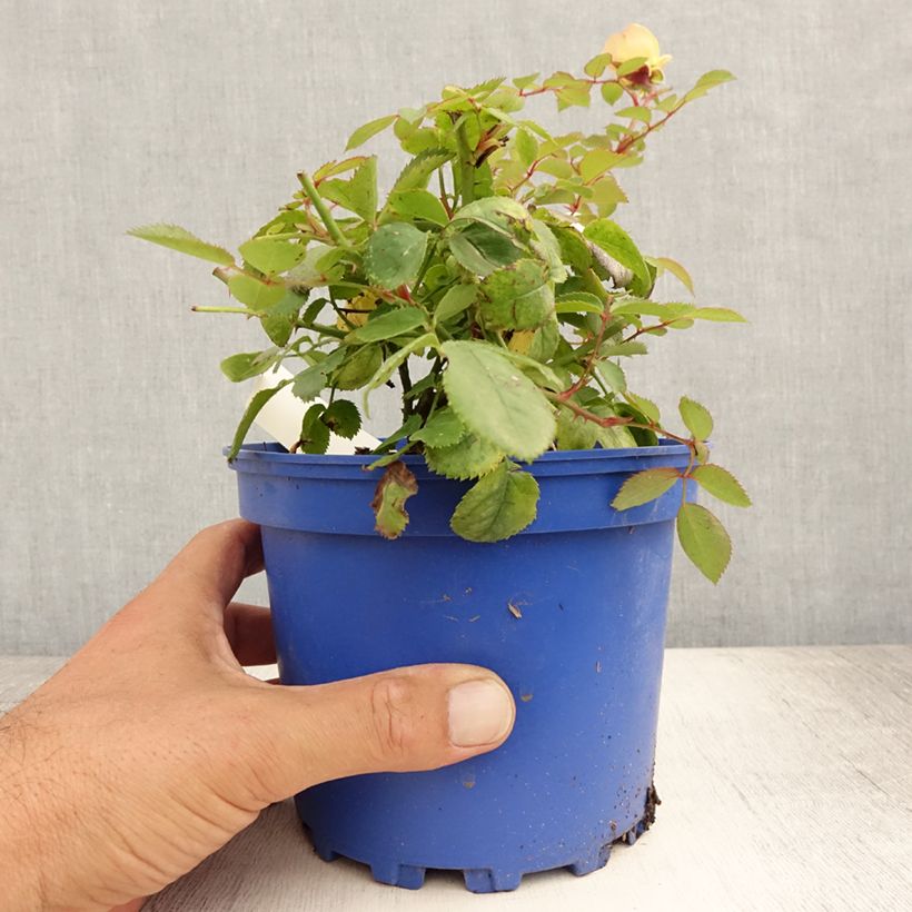 Rosa Soleya - Shrub Rose 2L/3L pot sample as delivered in summer