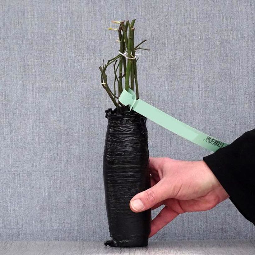 Rosa Soleya - Shrub Rose Wrapped bare root sample as delivered in winter