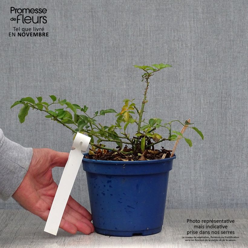 Rosa Decorosiers Calizia - Shrub  Rose 2L/3L pot sample as delivered in autumn