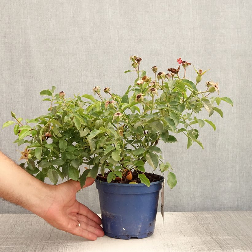 Rosa Decorosiers Calizia - Shrub  Rose 2L/3L pot sample as delivered in summer
