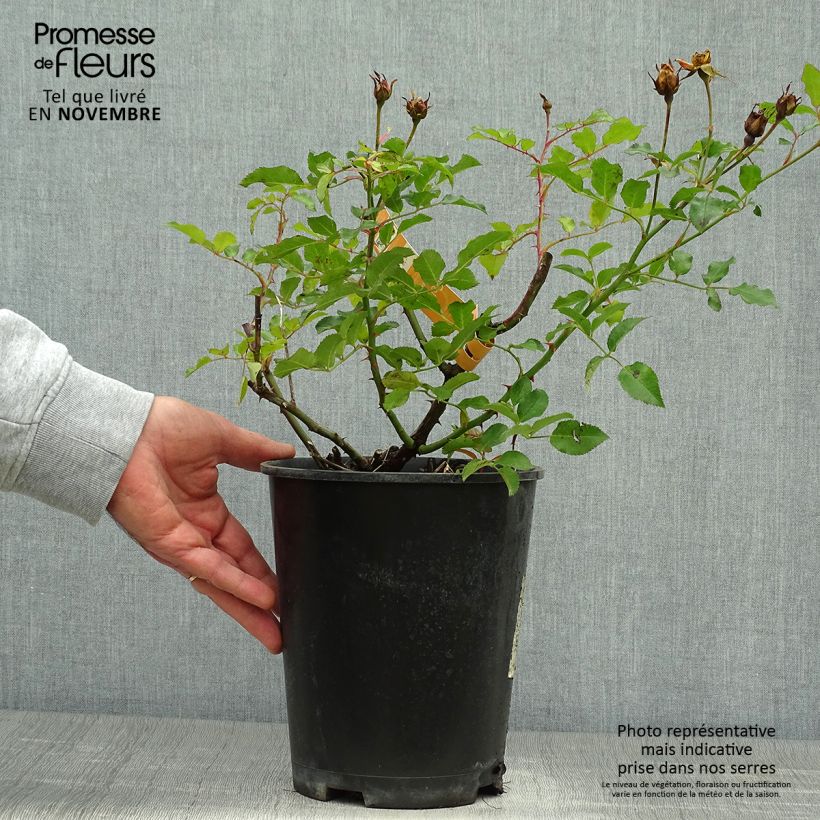Rosa Decorosiers Calizia - Shrub  Rose 4L/5L pot sample as delivered in autumn