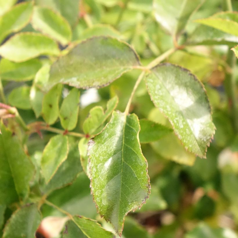 Rosa Decorosiers Calizia - Shrub Rose (Foliage)
