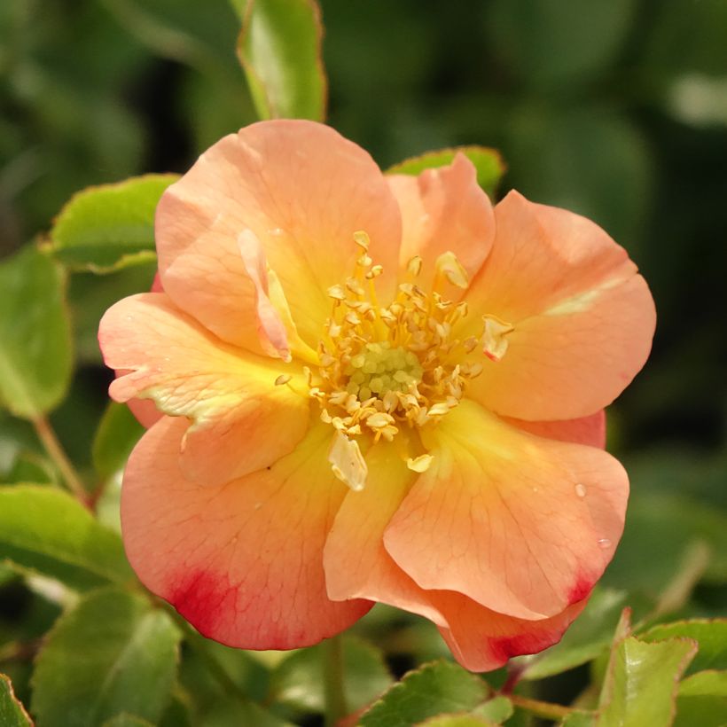 Rosa Decorosiers Calizia - Shrub Rose (Flowering)