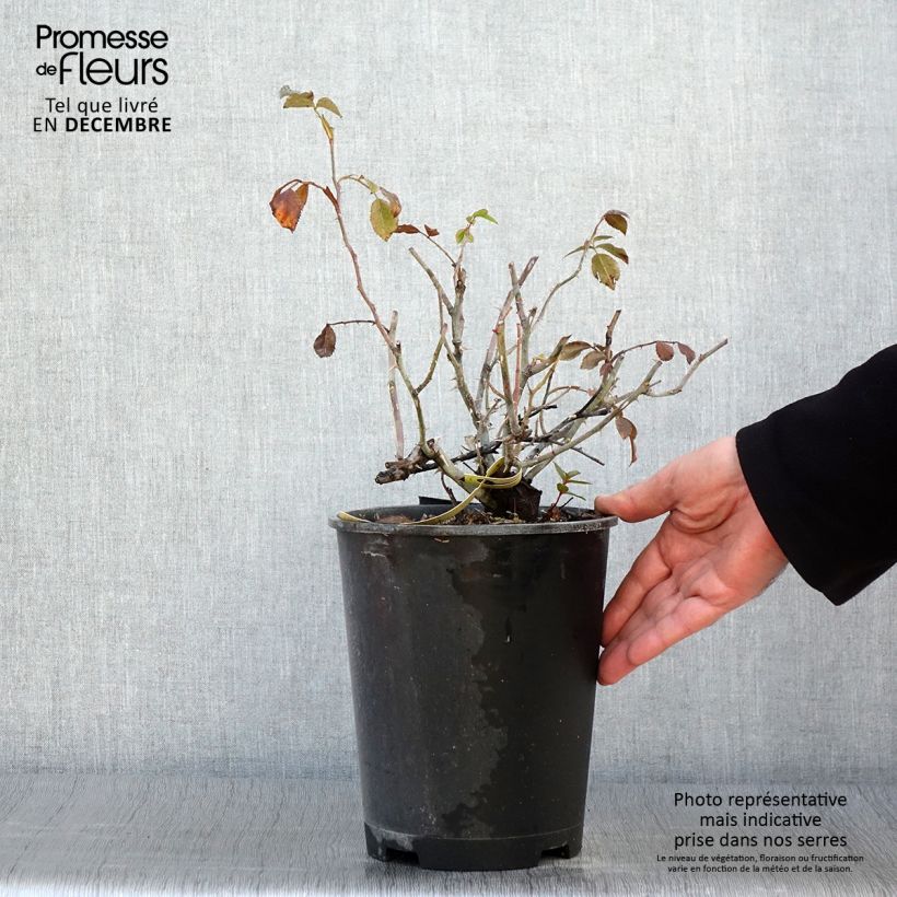 Rosa Decorosier Celina 4L/5L pot sample as delivered in autumn