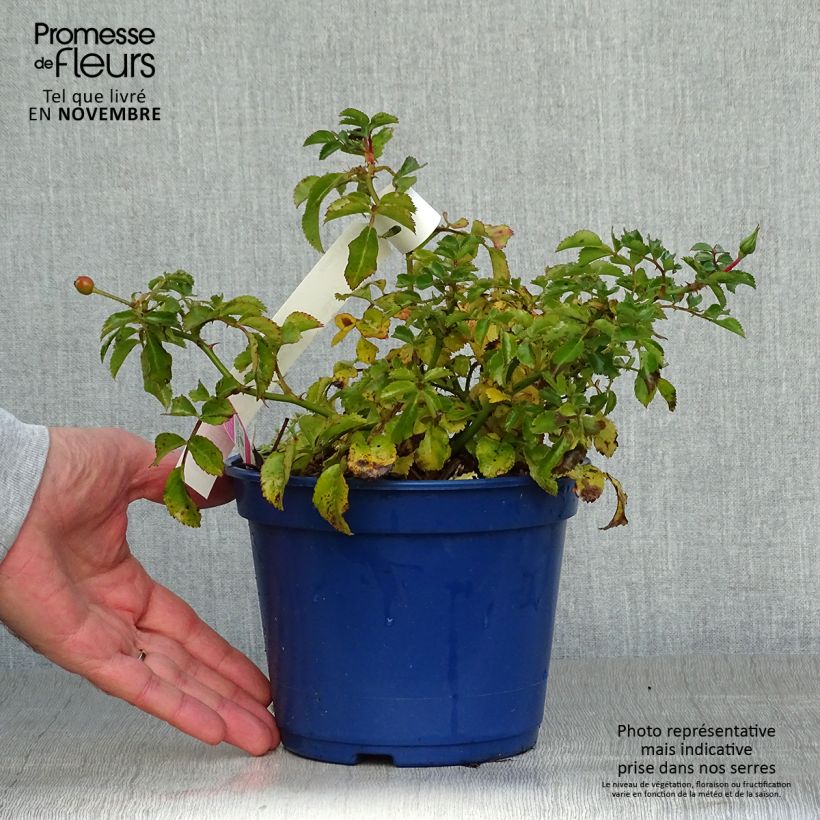 Rosa Decorosier Emera - Shrub rose 2L/3L pot sample as delivered in autumn