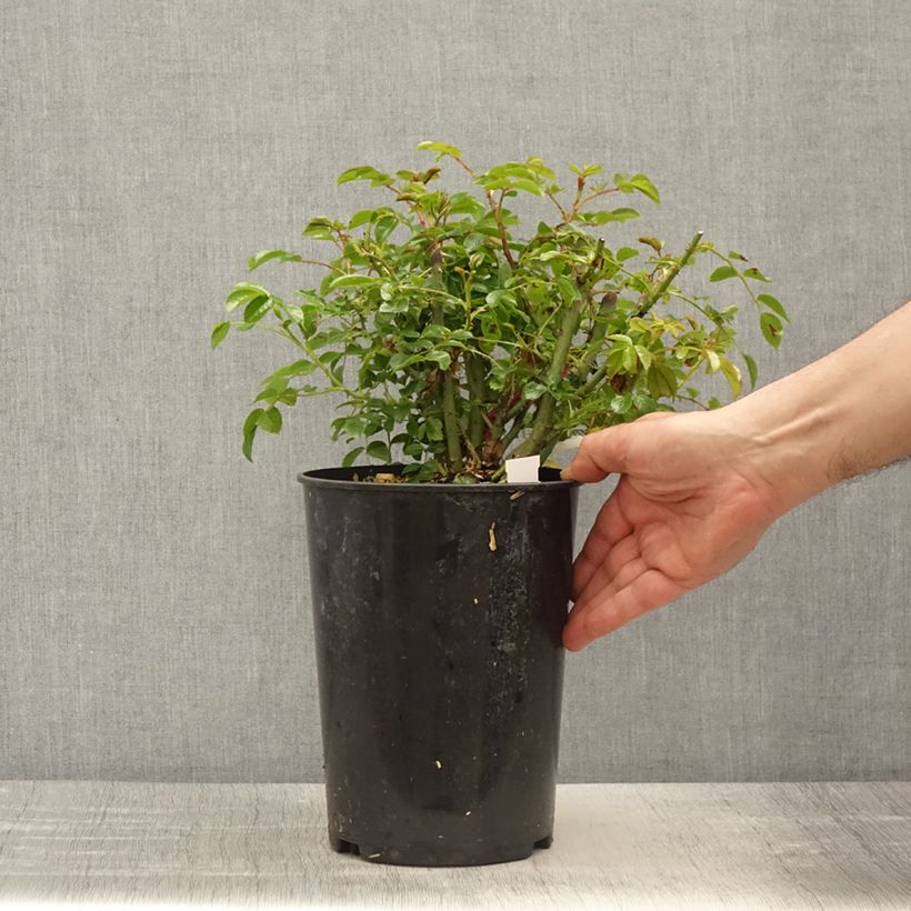 Rosa Emera Grimpant 4L/5L pot sample as delivered in spring