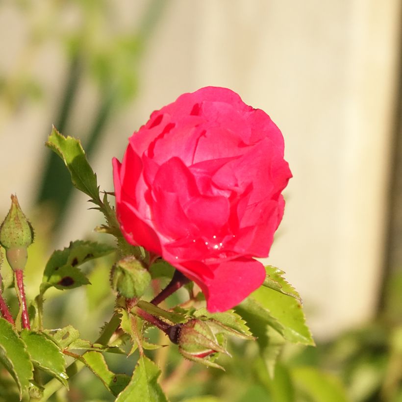 Rosa Decorosier Emera - Shrub rose (Flowering)