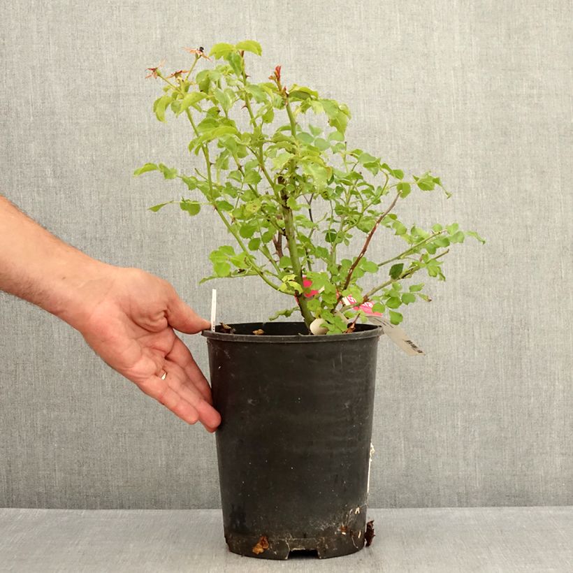 Rosa Decorosier Emera - Shrub rose 4L/5L pot sample as delivered in summer