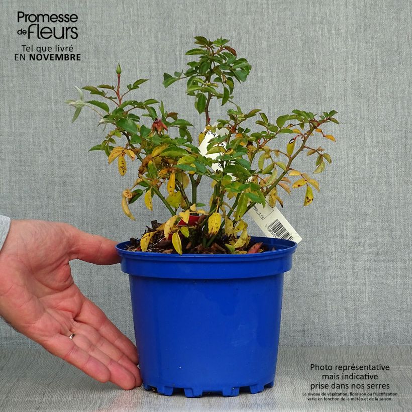 Rosa Decorosier Isalia 2L/3L pot sample as delivered in autumn